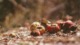 Rotting fruit